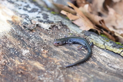 Plethodon teyahalee