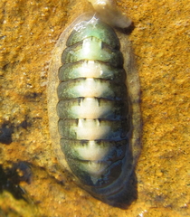 Ischnochiton maorianus