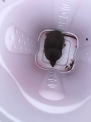 Notiosorex crawfordi