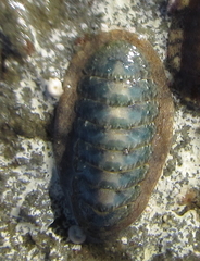 Ischnochiton maorianus