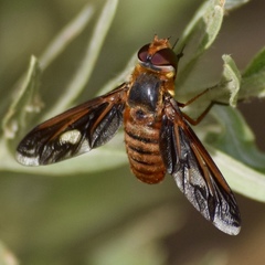 Poecilanthrax eremicus