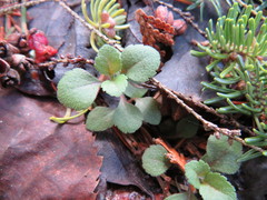 Veronica officinalis