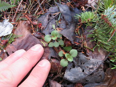 Veronica officinalis