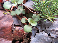 Veronica officinalis