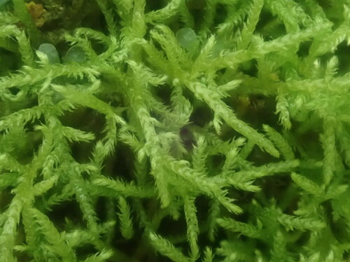 Image of Bryhnia novae by no rights reserved