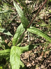 Penstemon brevisepalus