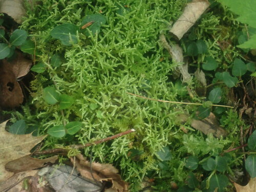 Image of Bryhnia novae by no rights reserved