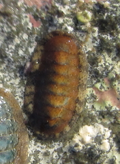 Ischnochiton maorianus