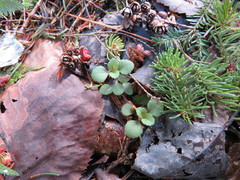 Veronica officinalis