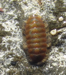 Ischnochiton maorianus