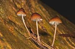 Mycena mulawaestris
