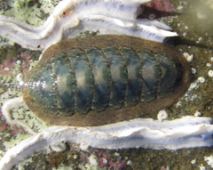 Ischnochiton maorianus
