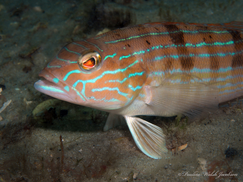 Sand Perch