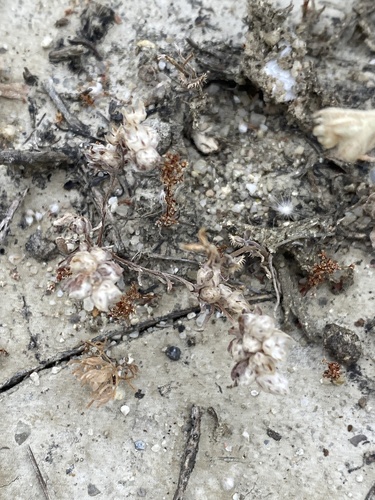 iNaturalist observation photo of everlasting neststraw