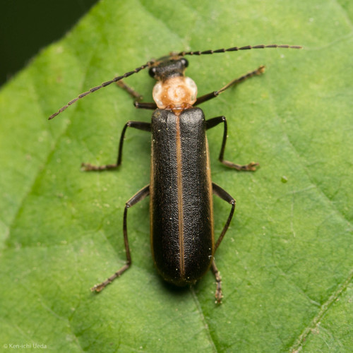 Yellow-necked Soldier Beetle