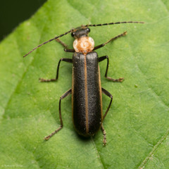 Podabrus flavicollis