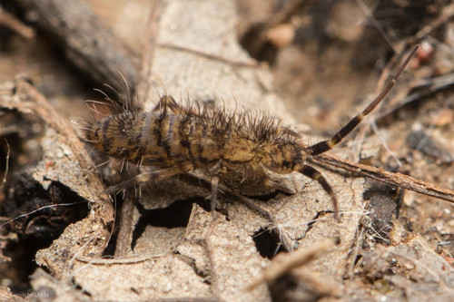 Shaggy Springtail, photo 3 of 10