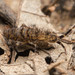 Orchesella villosa - Photo (c) Ken-ichi Ueda, some rights reserved (CC BY), uploaded by Ken-ichi Ueda