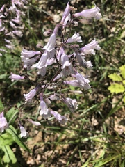 Penstemon brevisepalus