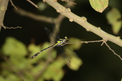 Megalogomphus sommeri