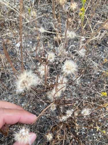 iNaturalist observation photo of Smooth Cat's Ear