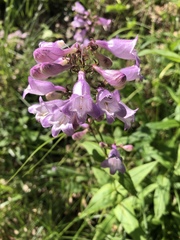 Penstemon calycosus