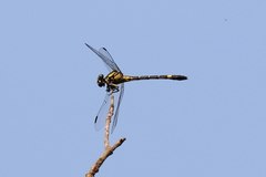 Megalogomphus sommeri