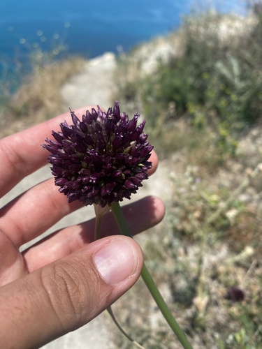 Broadleaf wild leek (Allium atroviolaceum)