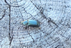 Platycerus caprea