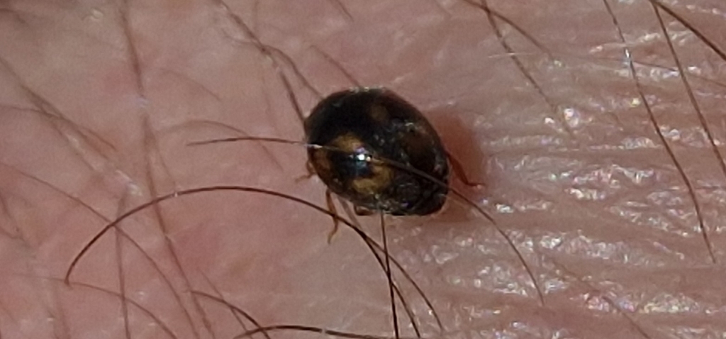 Nephus incisus