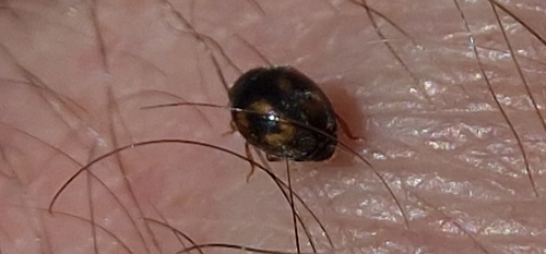 Nephus incisus