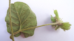 Jacquemontia bracteosa