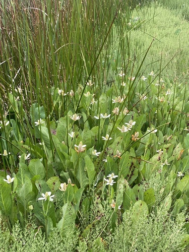 iNaturalist observation photo of Yerba Mansa