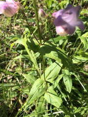 Penstemon calycosus