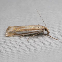 Crambus laqueatellus