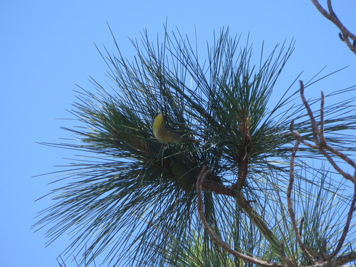 Olive-capped Warbler (Setophaga pityophila), photo 9