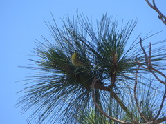 Setophaga pityophila