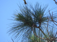 Setophaga pityophila