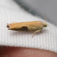 Pseudexentera costomaculana