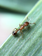 Tetramorium bicarinatum
