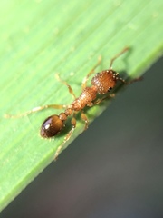 Tetramorium bicarinatum