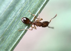 Tetramorium bicarinatum