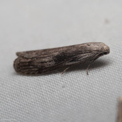 Aphomia fulminalis