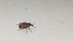 Conotrachelus anaglypticus