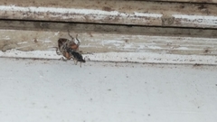 Conotrachelus anaglypticus