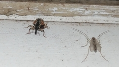 Conotrachelus anaglypticus