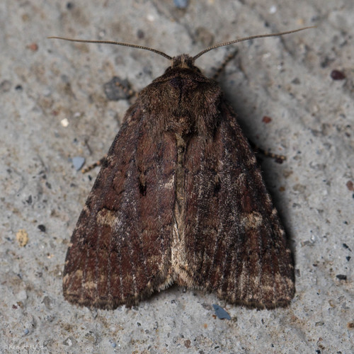 Orthodes goodelli (Grote, 1875)