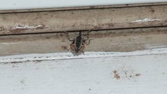 Conotrachelus anaglypticus