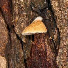 Crepidotus eucalyptorum