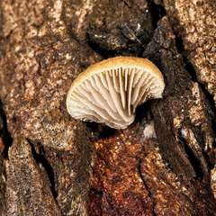 Crepidotus eucalyptorum
